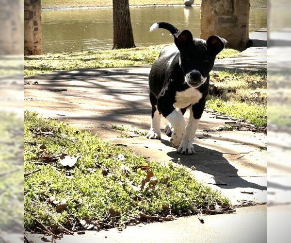 Medium Photo #2 Mutt Puppy For Sale in Claremore, OK, USA