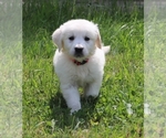 Small Photo #3 English Cream Golden Retriever Puppy For Sale in MARION CENTER, PA, USA