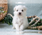 Puppy Prince Maltese