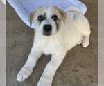 Small #1 Anatolian Shepherd-Great Pyrenees Mix