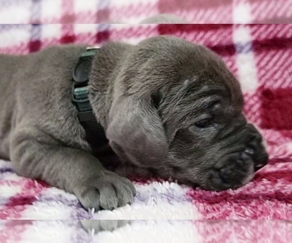 Medium Photo #11 Great Dane Puppy For Sale in OGDEN, UT, USA