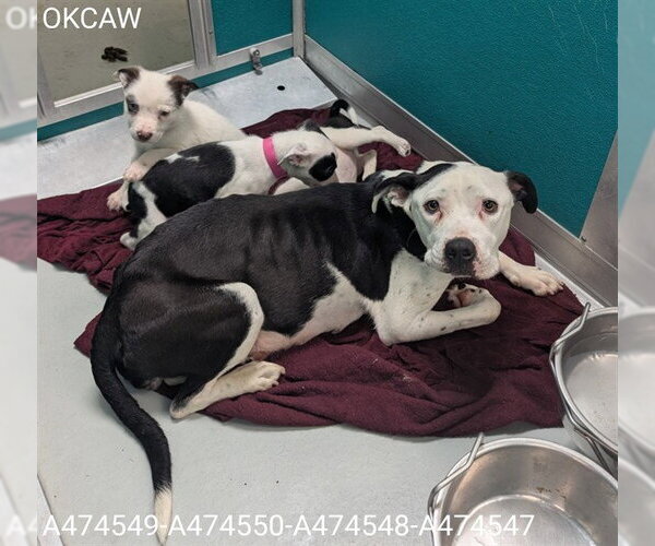 Medium Photo #1 American Pit Bull Terrier Puppy For Sale in Oklahoma City, OK, USA