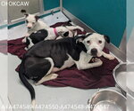 Small American Pit Bull Terrier