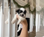 Puppy Luna Shih Tzu