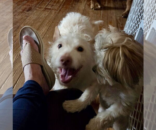 Medium Photo #2 Mutt Puppy For Sale in Mooresville, NC, USA