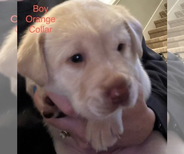 Medium Photo #2 Labrador Retriever Puppy For Sale in NEW CANEY, TX, USA