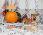 Small Photo #2 Shiba Inu Puppy For Sale in LANCASTER, PA, USA