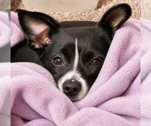 Rat-Cha Dogs for adoption in Lee's Summit, MO, USA