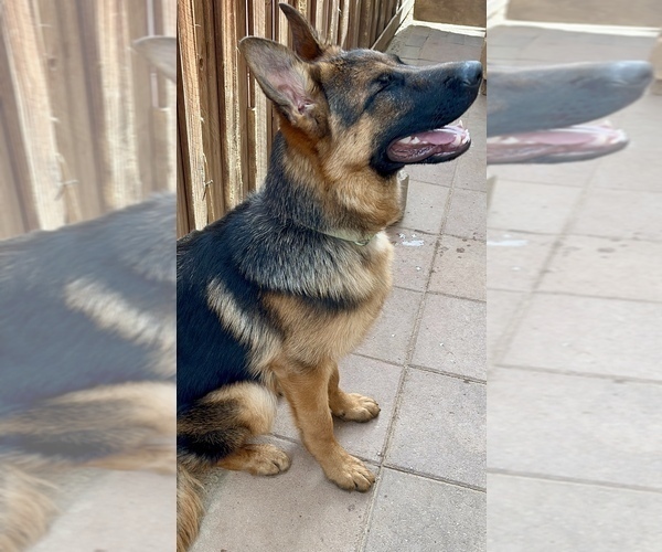 Medium Photo #17 German Shepherd Dog Puppy For Sale in HESPERIA, CA, USA
