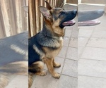 Small Photo #17 German Shepherd Dog Puppy For Sale in HESPERIA, CA, USA