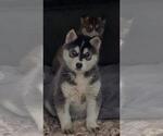Small Photo #3 Siberian Husky Puppy For Sale in TACOMA, WA, USA