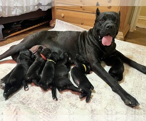 Cane Corso