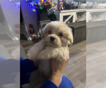 Small #6 Maltese Mix
