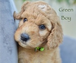 Small Photo #24 Goldendoodle-Poodle (Miniature) Mix Puppy For Sale in SARATOGA SPRINGS, UT, USA