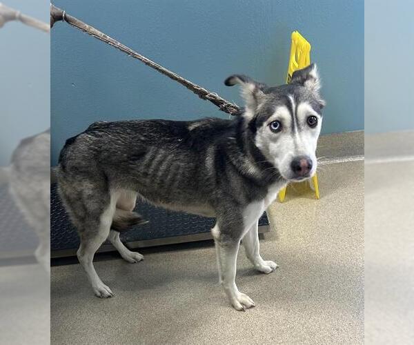 Medium Photo #1 Siberian Husky Puppy For Sale in Newton, NC, USA