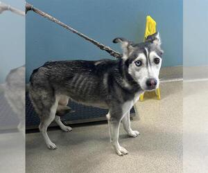 Siberian Husky Dogs for adoption in Newton, NC, USA