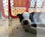Small Photo #10 Boston Terrier Puppy For Sale in MOUNT ORAB, OH, USA
