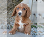 Small Photo #3 Cavapoo Puppy For Sale in CELINA, OH, USA