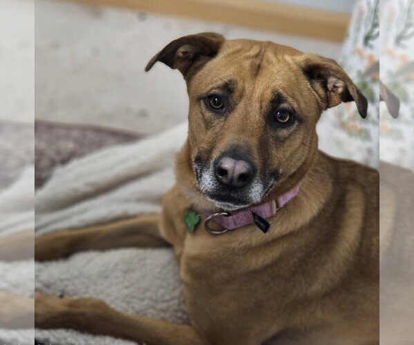 Medium Photo #9 Mutt Puppy For Sale in Fargo, ND, USA