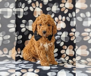 Poodle (Miniature) Puppy for sale in NEW PROVIDENCE, PA, USA