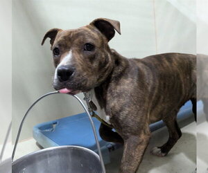 Mutt Dogs for adoption in Bakersfield, CA, USA