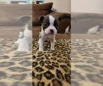 Puppy 2 Boston Terrier