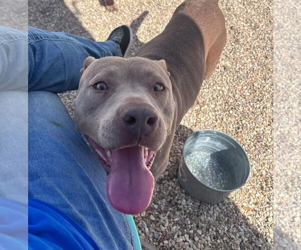 Medium Photo #1 Staffordshire Bull Terrier-Unknown Mix Puppy For Sale in Oakhurst, NJ, USA