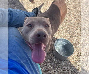 Staffordshire Bull Terrier-Unknown Mix Dogs for adoption in Oakhurst, NJ, USA