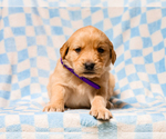 Small #3 Golden Retriever