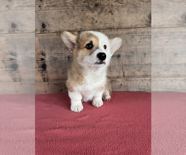 Medium Photo #5 Pembroke Welsh Corgi Puppy For Sale in VERMONTVILLE, MI, USA