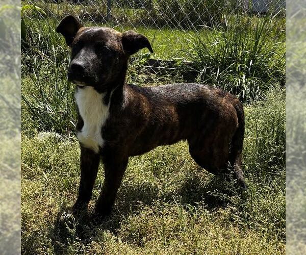 Medium Photo #2 Feist Terrier-Unknown Mix Puppy For Sale in Rutledge, TN, USA