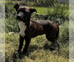 Small #1 Feist Terrier Mix