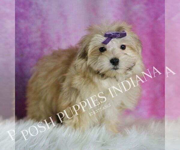 Medium Photo #3 Morkie Puppy For Sale in WARSAW, IN, USA
