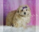 Small #2 Morkie