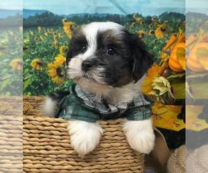 Shorkie Tzu Puppy for Sale in SELLERSBURG, Indiana USA