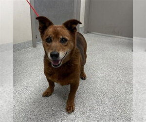 Pembroke Welsh Corgi-Unknown Mix Dogs for adoption in Pasadena, TX, USA