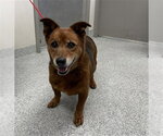 Small Pembroke Welsh Corgi Mix