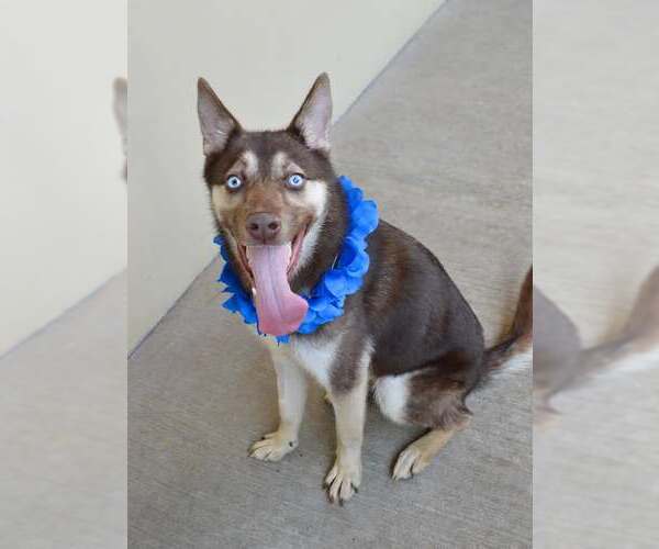 Medium Photo #3 Siberian Husky-Unknown Mix Puppy For Sale in McKinney, TX, USA