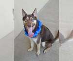 Small #2 Siberian Husky Mix