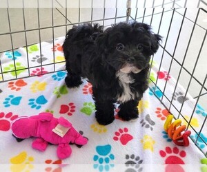 Poodle (Toy)-Yorkshire Terrier Mix Puppy for sale in ORO VALLEY, AZ, USA