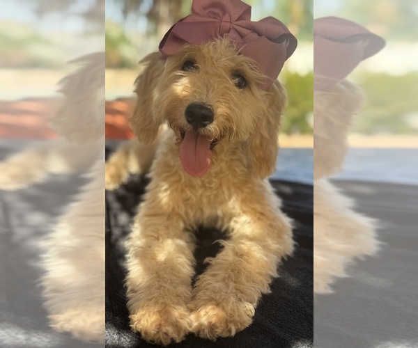Medium Photo #46 Goldendoodle mix (+ Poodle Miniature) Puppy For Sale in MENIFEE, CA, USA