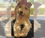 Small Photo #46 Goldendoodle mix (+ Poodle Miniature) Puppy For Sale in MENIFEE, CA, USA