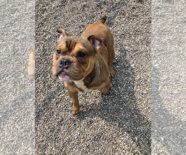 Medium Photo #2 Bulldog-Unknown Mix Puppy For Sale in Attica, NY, USA
