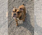 Small #1 Bulldog Mix