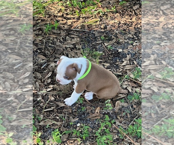 Medium Photo #19 Boston Terrier Puppy For Sale in LOXAHATCHEE, FL, USA