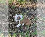 Puppy Lucky Boston Terrier