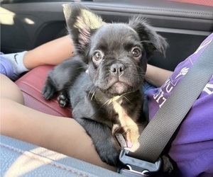 Medium French Bulldog