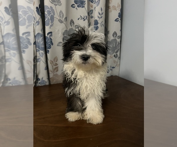 Medium Photo #21 Havanese Puppy For Sale in DURHAM, CT, USA