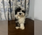 Small #20 Havanese