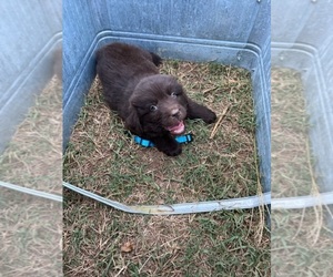 Newfoundland Puppy for sale in KINGSPORT, TN, USA